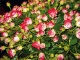 Сад роз или розарий выглядит великолепно и чрезвычайно миловидно в ландшафте любого участка (Фото: Валентина Москотина)