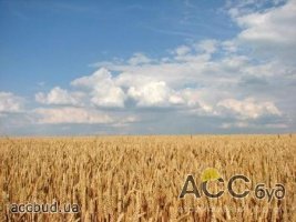Украинская земля подорожает в 20 раз