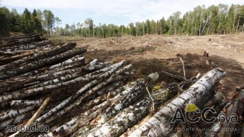 Суд разрешил уничтожить 30 га леса