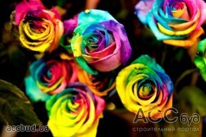 Радужные розы или цветы всех цветов радуги 