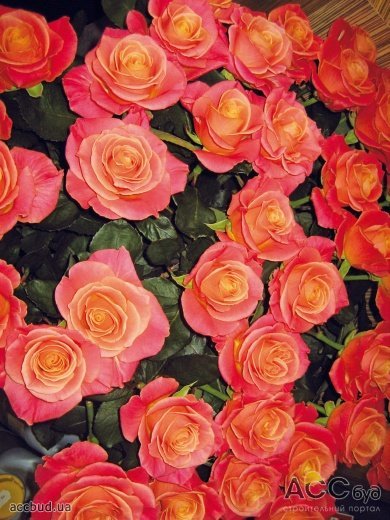 В солнечную погоду аромат роз более насыщенный, а в пасмурную – едва уловим (Фото: Валентина Москотина)