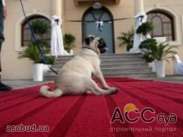 В Абу-Даби появился отель для животных
