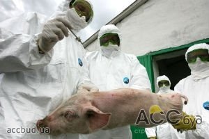 У дикого кабана на Луганщине была диагностирована африканская чума свиней