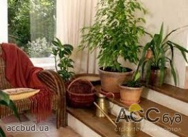 Рейтинг комнатных растений очищающих воздух
