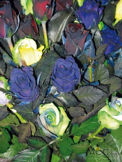 Цветовая гамма и сортовой ряд роз может быть представлен в отдельной книге (Фото: Валентина Москотина)