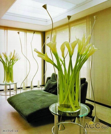 фото растений в доме