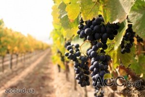 Спрос на покупку виноградников во Франции растет