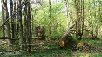 Застройщиков обяжут платить за срубленные деревья