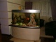 аквариум как элемент дизайна