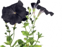 Настоящий черный цветок