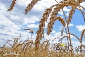 За 2012 год Украина экспортировала на 38% больше аграрной продукции