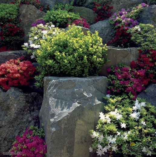 Кустарники составляют самую обширную группу растений для оформления каменистых садов