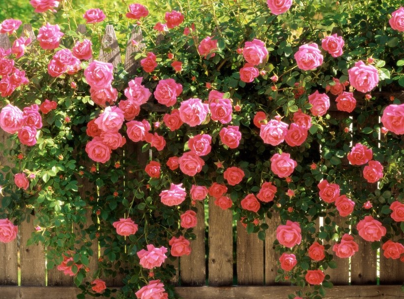 Уход за розами в вашем цветущем саде