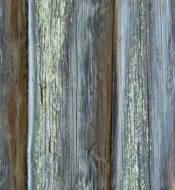 Синева - бич хвойных пород древесины