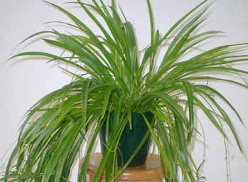 Chlorophytum comosum 