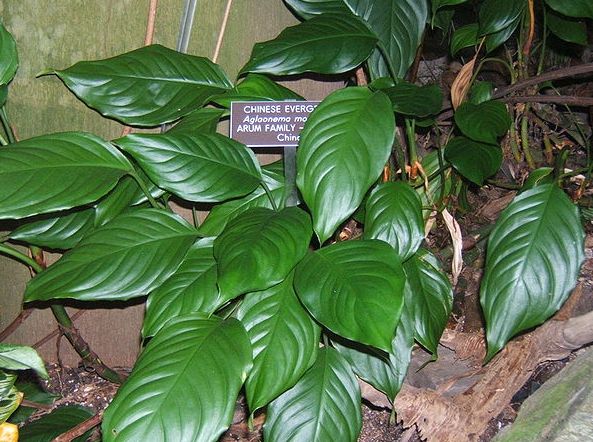 Aglaonema modestum