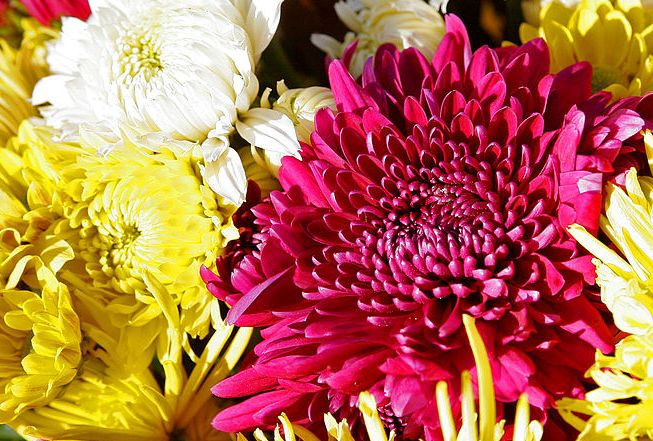 Chrysanthemum 