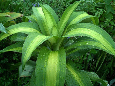 Dracaena marginata