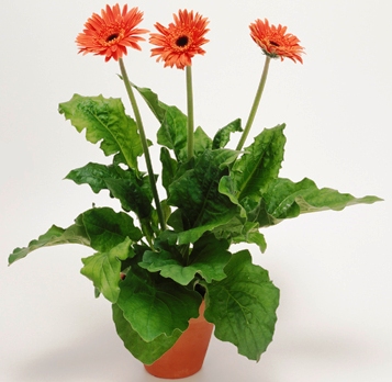 Gerbera jamesonii 