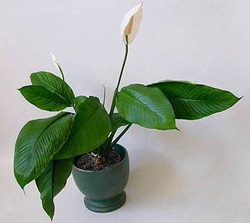 Spathiphyllum