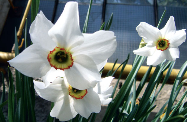 Нарцисс поэтический – Narcissus poeticus