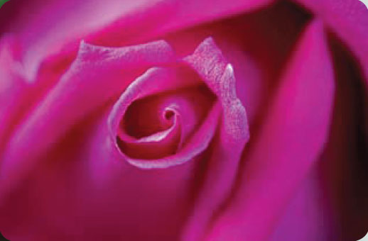 Розово-пурпурная роза