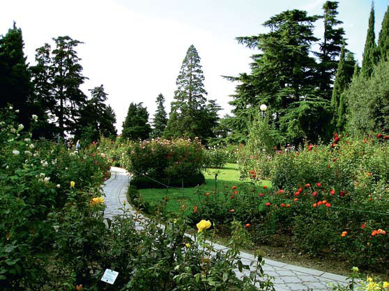 Розарий Никитского ботанического сада (Фото: www.panoramio.com)