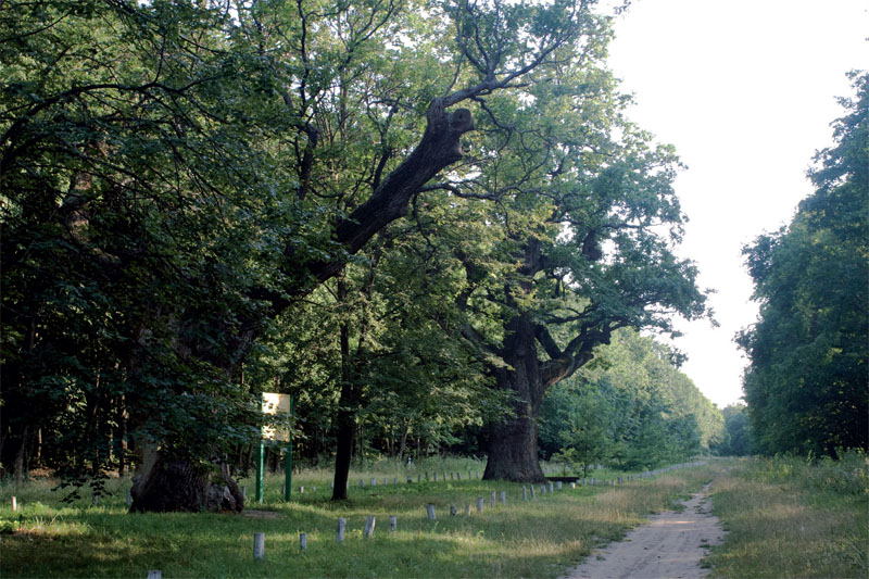 Кочубеевские дубы (Фото: Александр Прима, Алексей Божко)