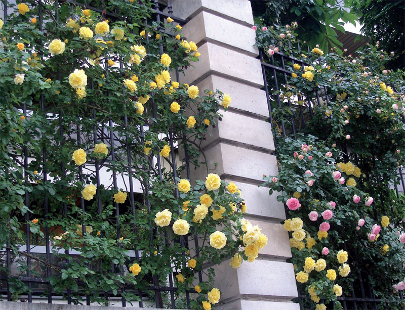 Розы для вертикального озеленения