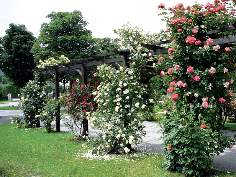 Розы для перголы (Фото: Юта Арбатская)