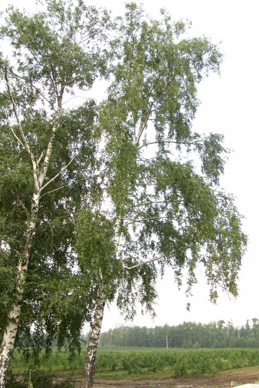 Виды Лиственных Деревьев России Фото И Названия